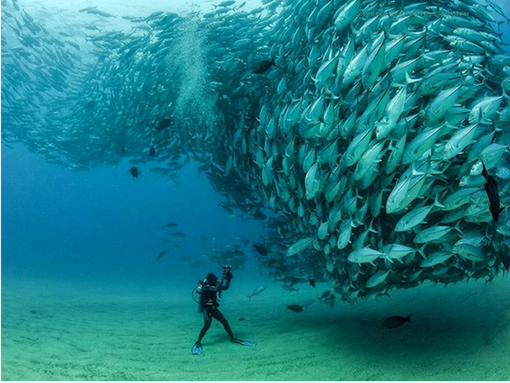 Cardumen de jurel en Parque Nacional Cabo Pulmo, 2020. Archivo DAN.