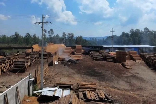Chiapas: Profepa clausura 14 aserraderos en Altamirano y asegura más de 2 mil metros cúbicos de madera