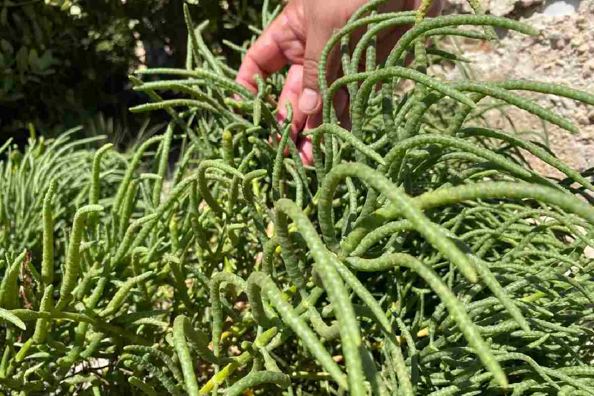 Este es un tipo de planta halófita que filtra el agua en los estanques donde están los camarones