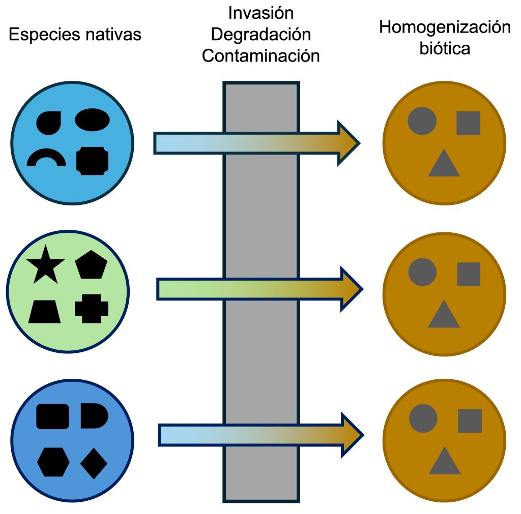 Figura 1. Homogenización biótica en los cuerpos de agua. Elaboración propia.