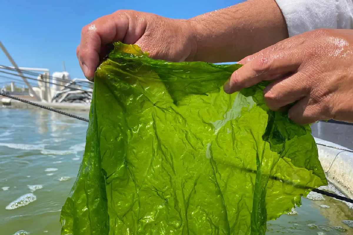 Las macroalgas absorben nitrógeno y fósforo que se produce en los estanques