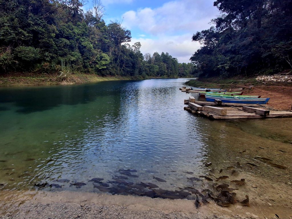 Carpas asiáticas que han invadido los Lagos de Montebello, Chiapas.Foto: Fernando Córdova.