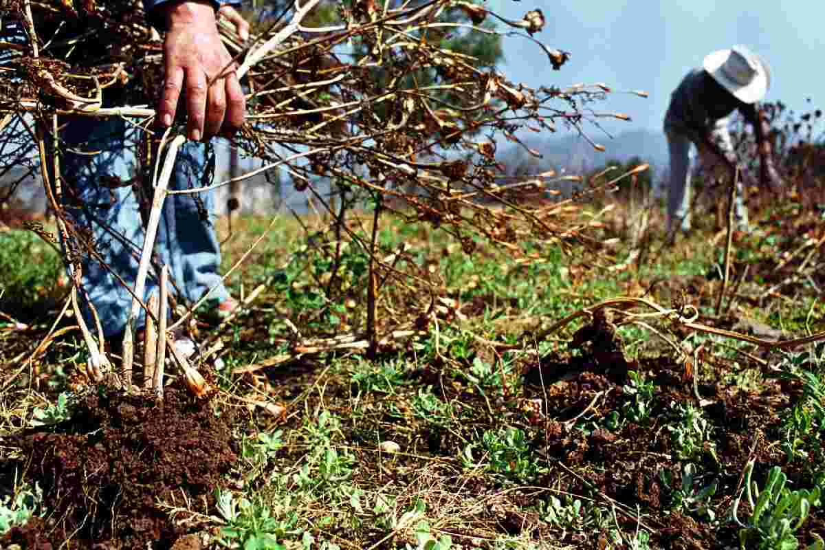 PIB de México crece 0.2% en primer trimestre del año impulsado por el sector agropecuario