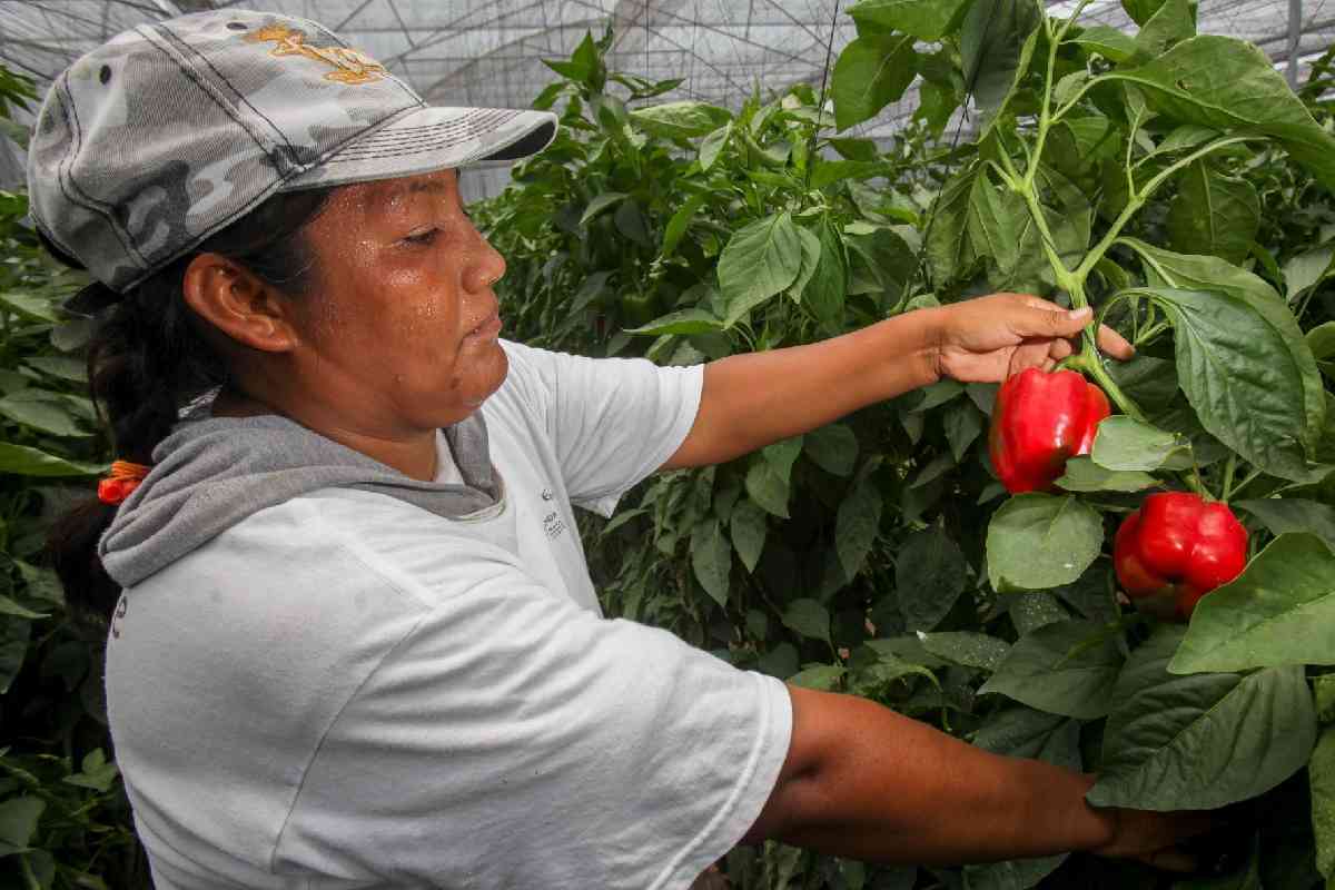 PIB de México crece 0.2% en primer trimestre del año impulsado por el sector agropecuario