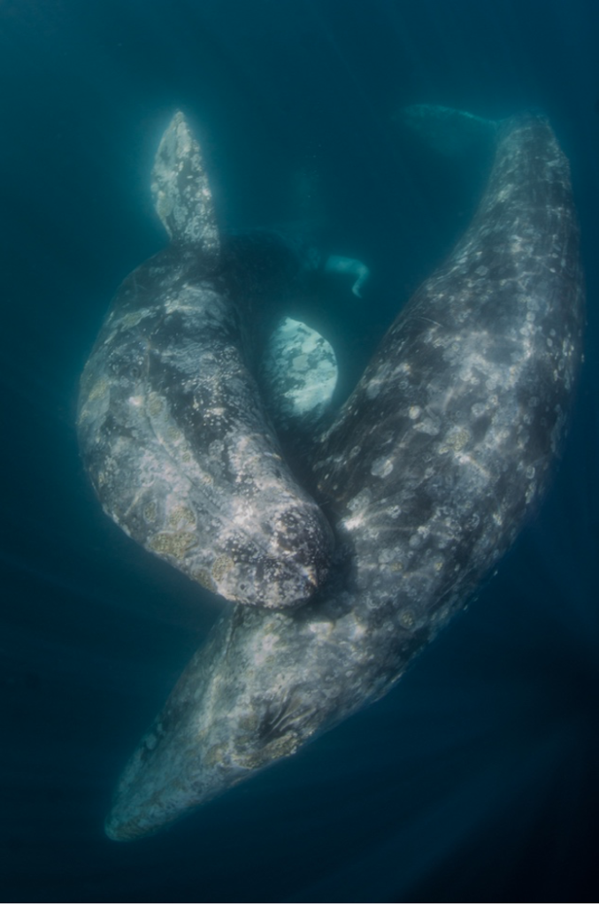Ballenas gris en La Paz, Baja California Sur. Fotógrafo: Ramiro Arcos. 2021.