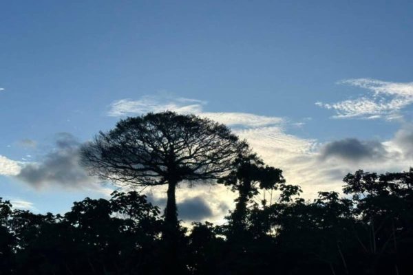 24 sentencias de Corte Interamericana a favor de pueblos indígenas están pendientes de cumplimiento