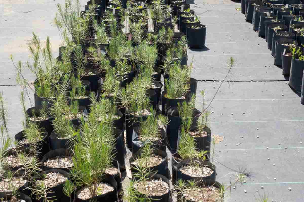 Árboles y arbustos nativos que se producen en el invernadero del Jardín Botánico de la UNAM