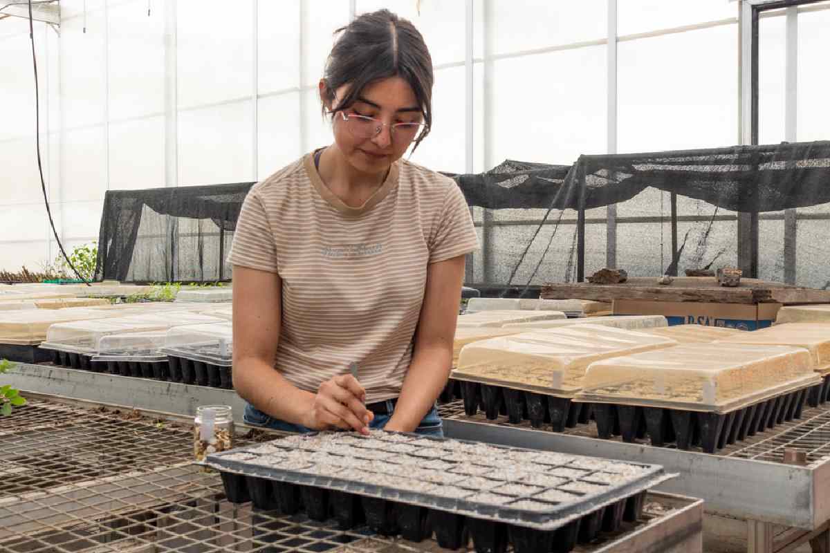 Biólogas que realizan su servicio social en el invernadero aprenden sobre los tratamientos que requieren las especies para su germinación