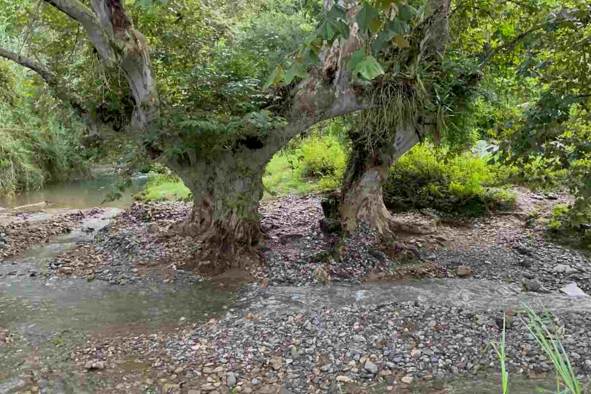 Eloxochitlán río Oaxaca defensores perseguidos encarcelados criminalización