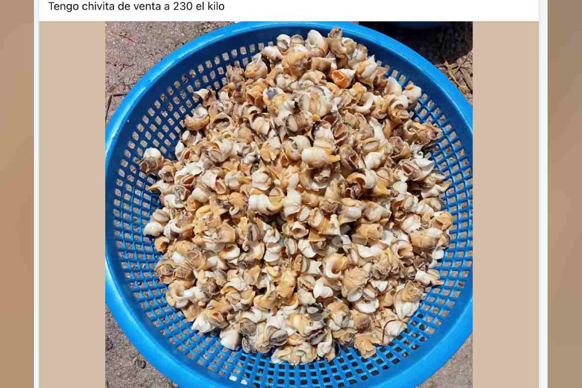 En redes sociales se oferta el caracol cocido.