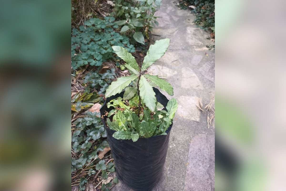 Encino blanco listo para su venta en el Jardín Botánico de la UNAM.