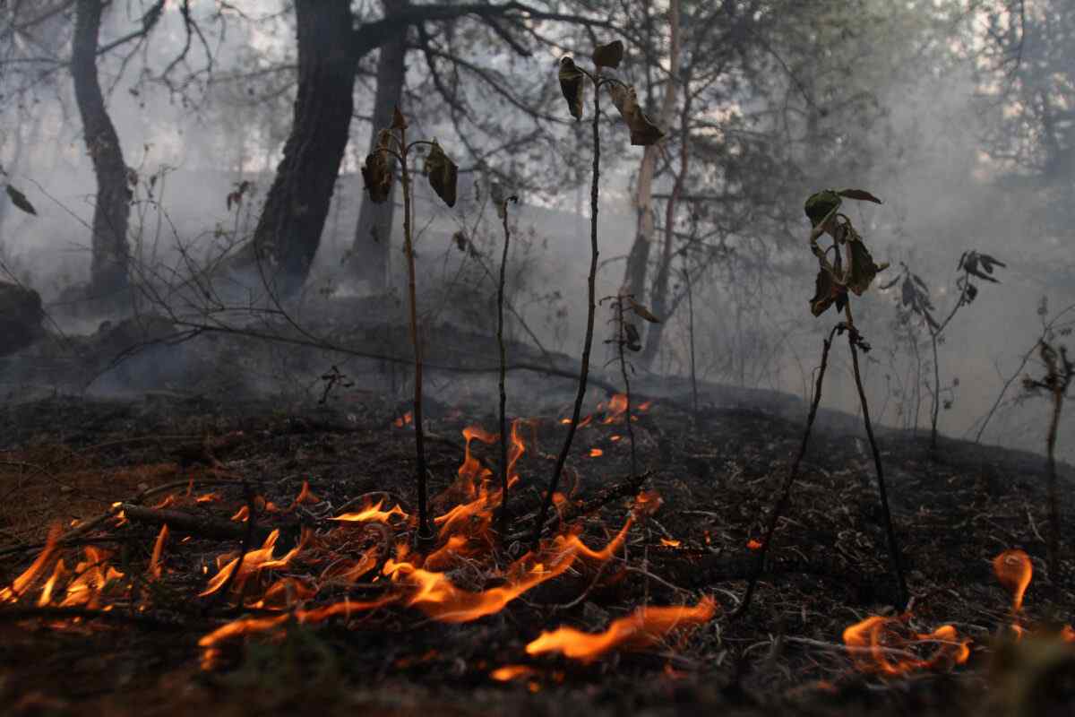 De acuerdo con un estudio global de WRI y Global Forest Watch, los incendios fueron responsables del 60 % de las pérdidas de ecosistemas forestales en México. Foto: Semarnat
