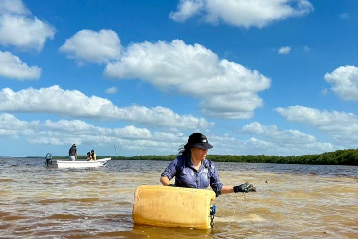 Las mujeres usan bidones para recolectar el caracol.