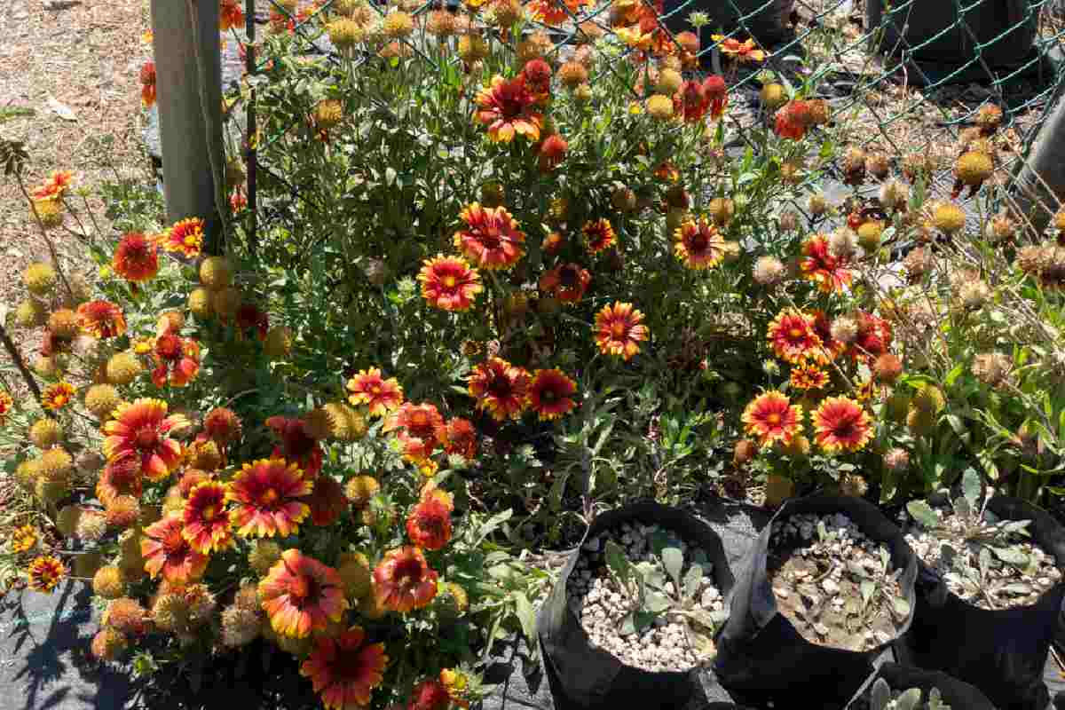 Plantas nativas que se reproducen en el invernadero del Jardín Botánico de la UNAM