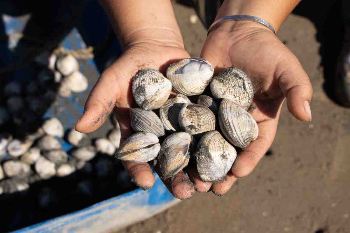almejas arroceras mujeres mar cortes conservacion bahia kino