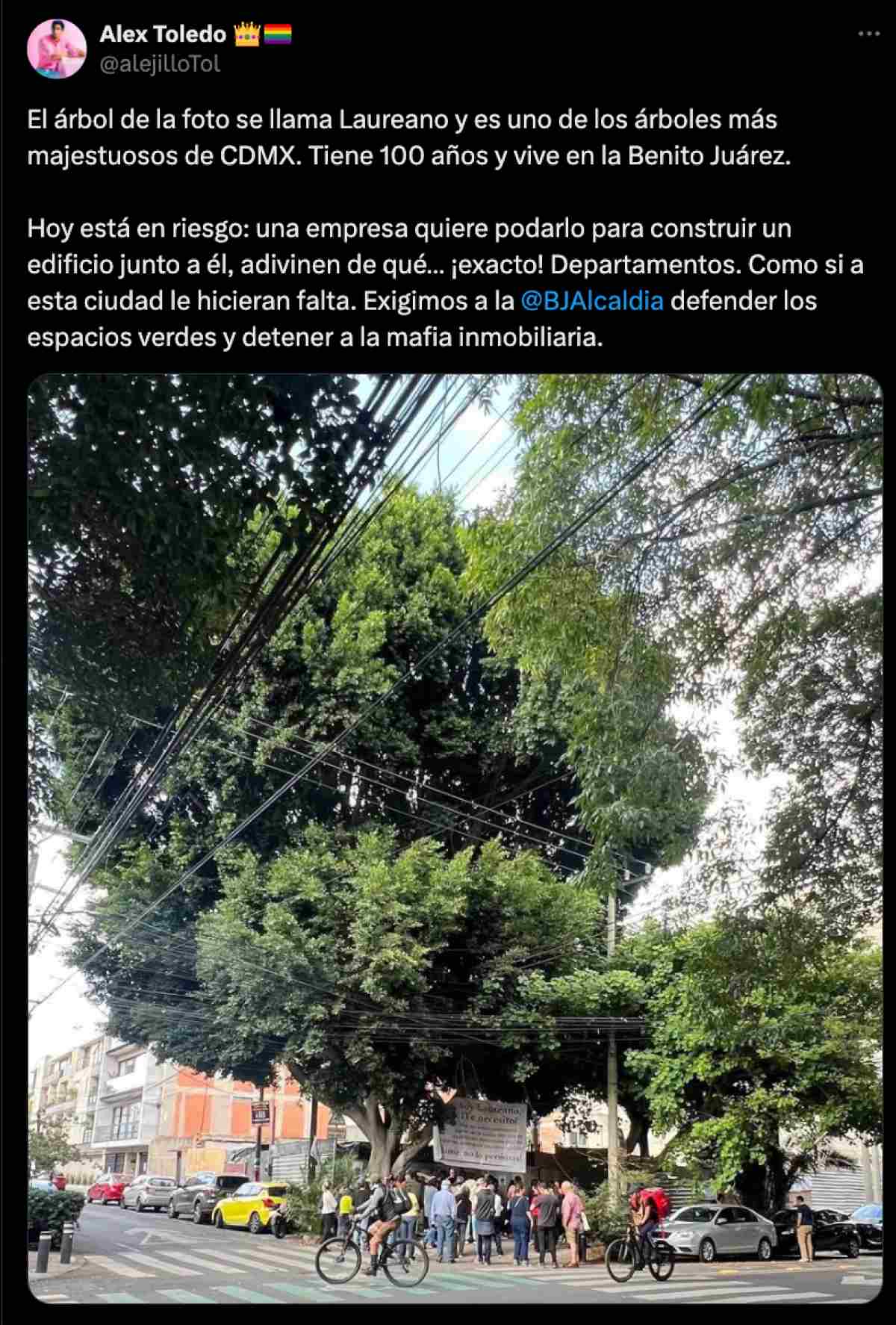 árbol Laureano