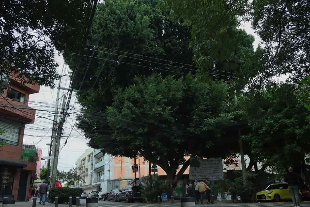 laureano árbol miguel laurent