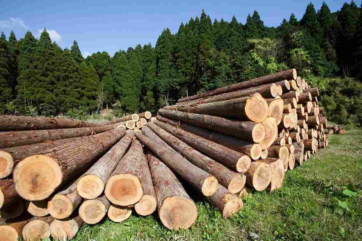 La mayoría de los bosques templados en México son adaptados al fuego. Foto: Gobierno de México