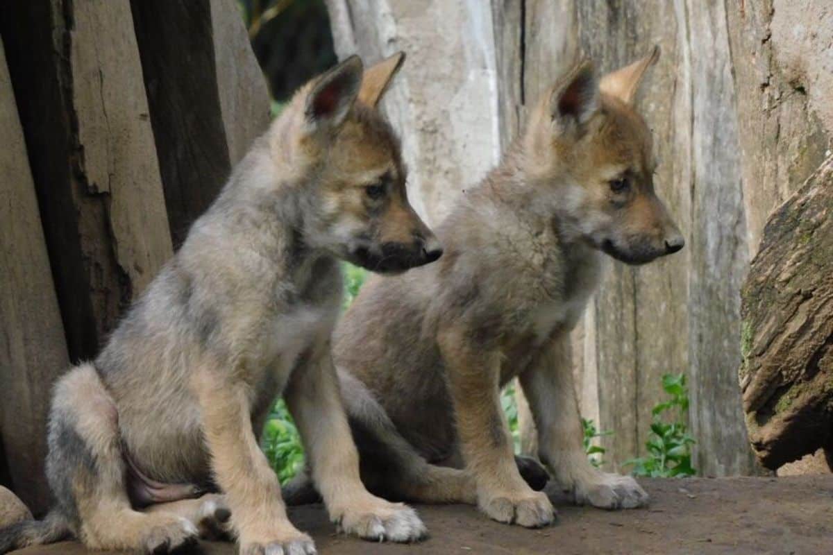 cachorros lobo mexicano san juan de aragón