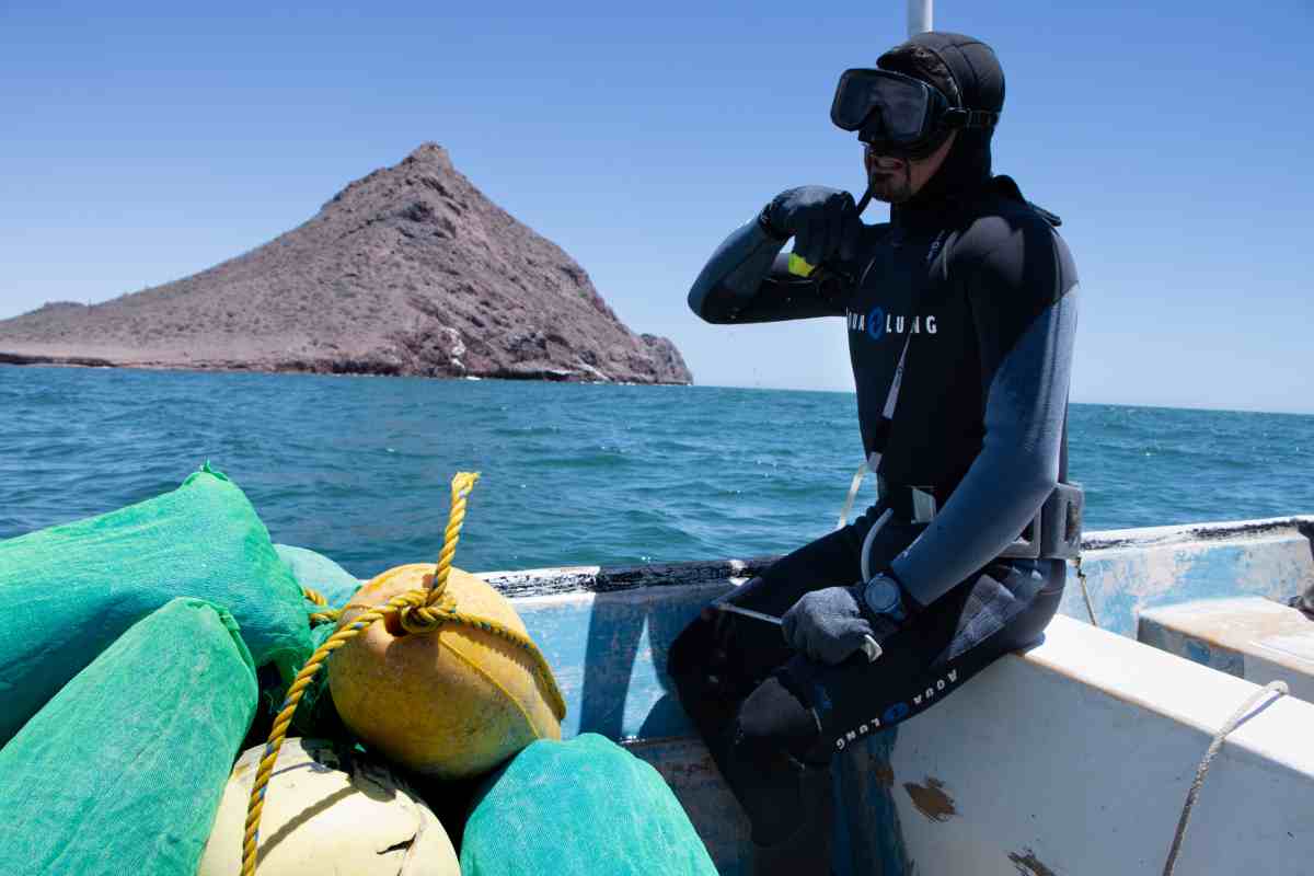 callo de hacha bahía kino Cooperativa Jóvenes Ecopescadores