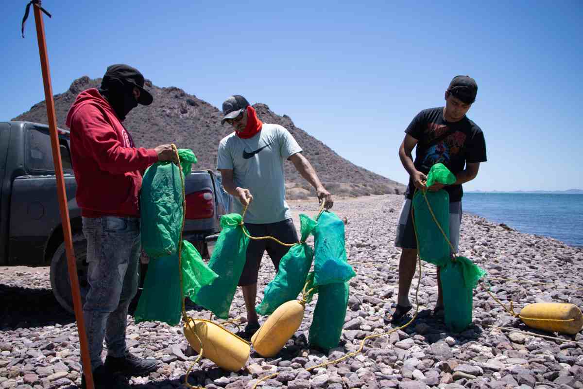 callo de hacha bahía kino Cooperativa Jóvenes Ecopescadores