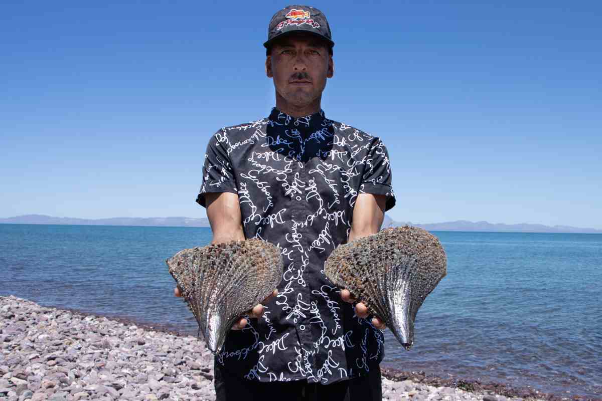 callo de hacha bahía kino Cooperativa Jóvenes Ecopescadores