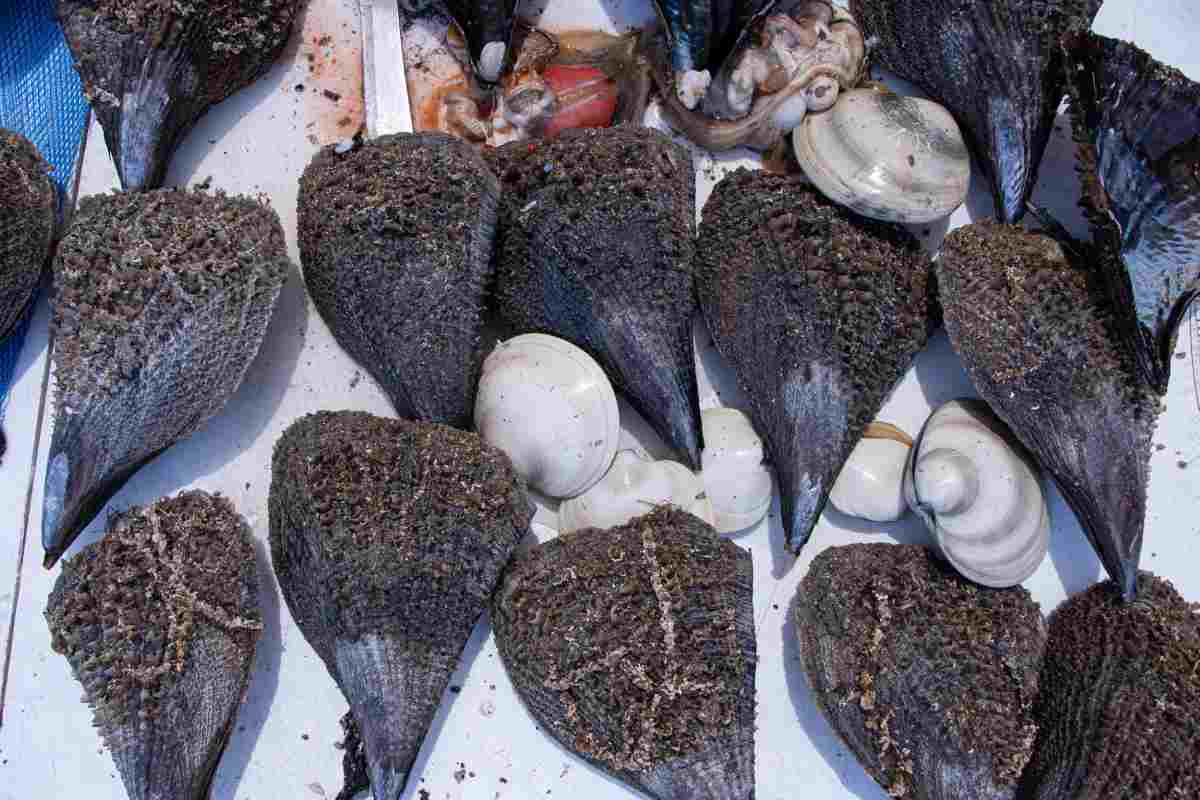 callo de hacha bahía kino Cooperativa Jóvenes Ecopescadores