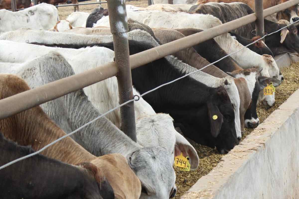 Hay ocho casos de miasis por gusano barrenador en el país, seis en Chiapas y dos en Campeche: Salud