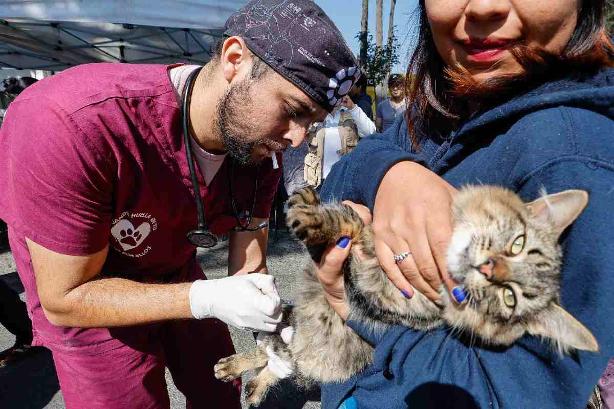Chiapas endurece castigos por maltrato animal con multas y cárcel hasta por 5 años