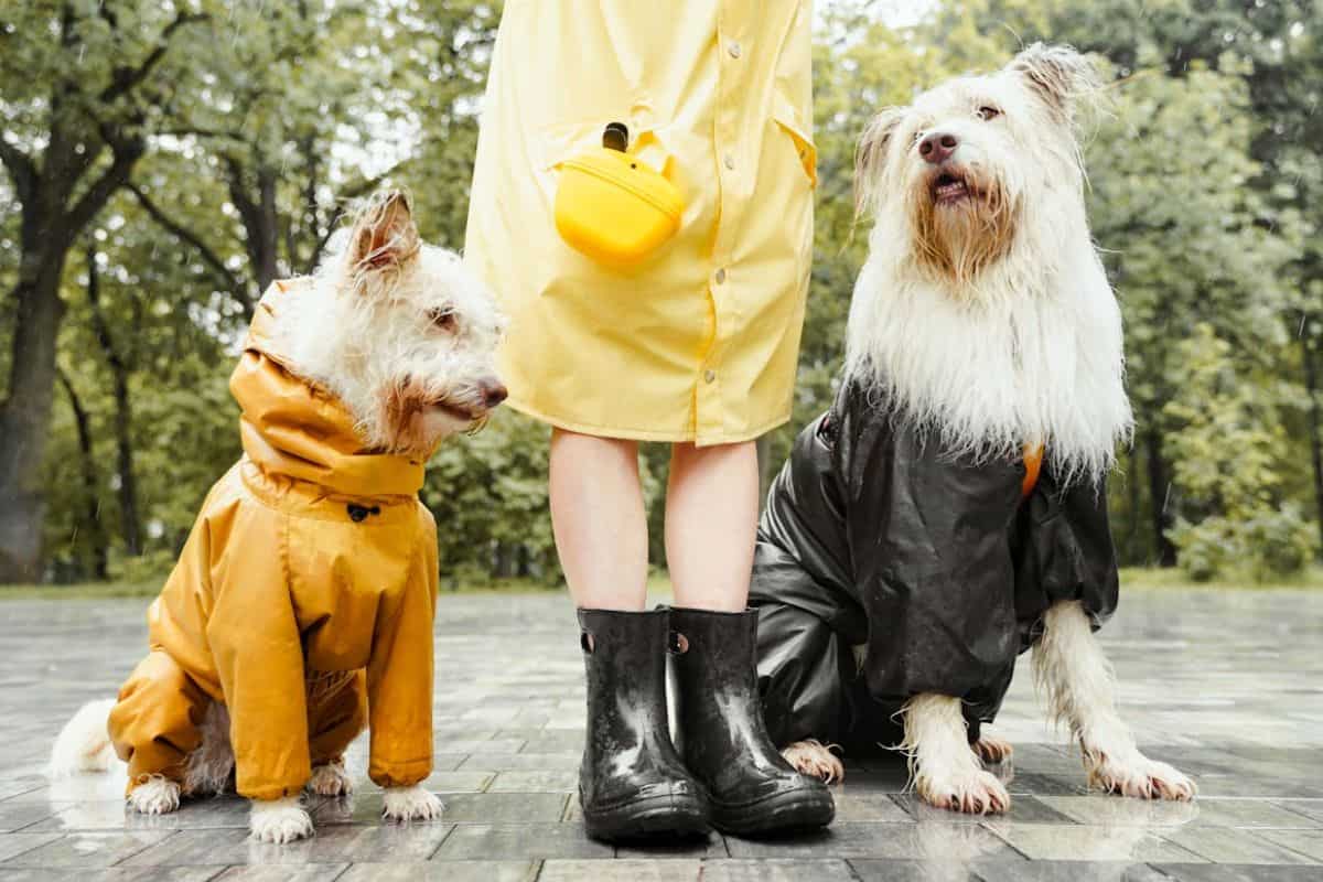 consejos mascotas temporada de lluvias