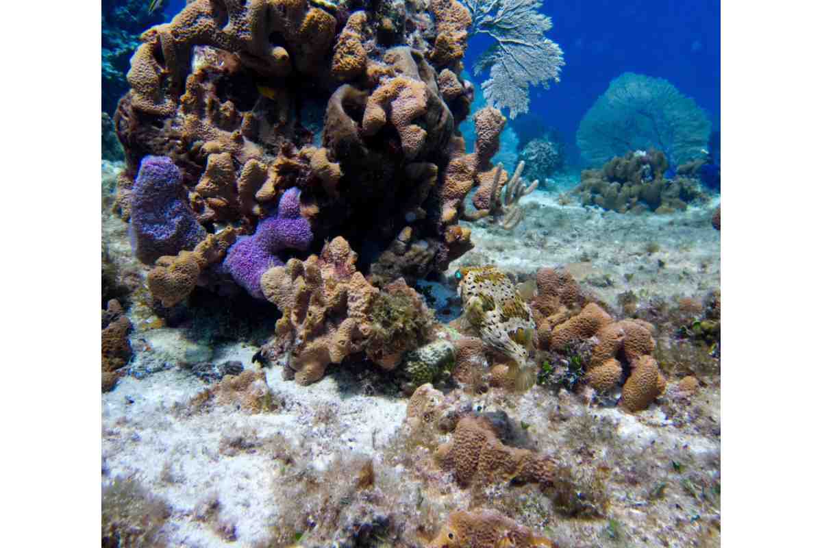 cozumel cuarto muelle arrecife semarnat