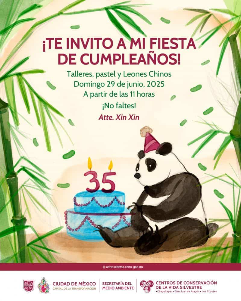 Invitan a celebrar el cumpleaños de la panda gigante Xin Xin en Chapultepec