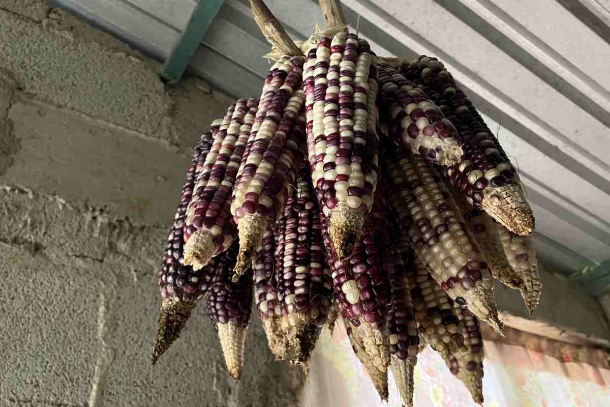 granos de maiz eloxochitlan-oaxaca