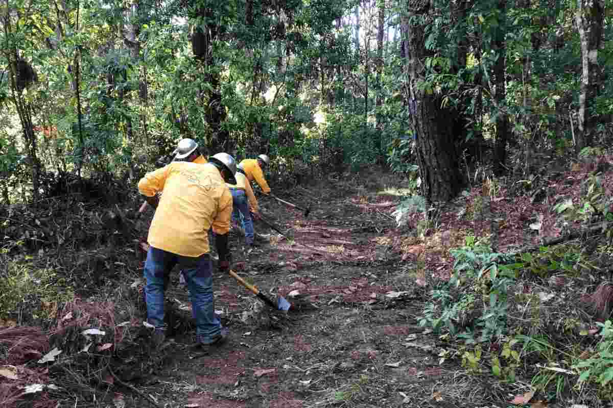 Labores de prevención física de incendios: mantenimiento de una brecha cortafuego. Foto: cortesía Enrique Jardel