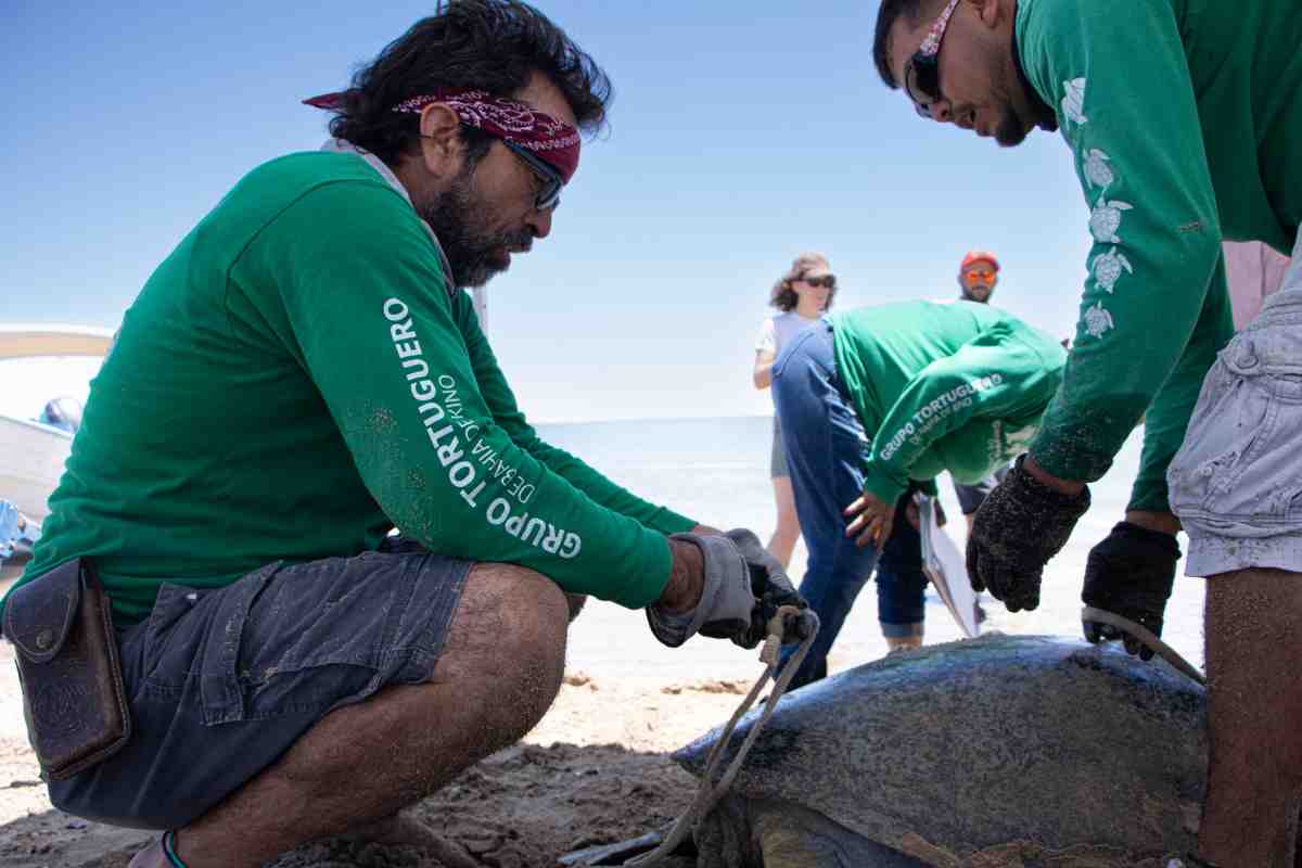 llanto tortugas película Cosme cuidado Bahía Kino