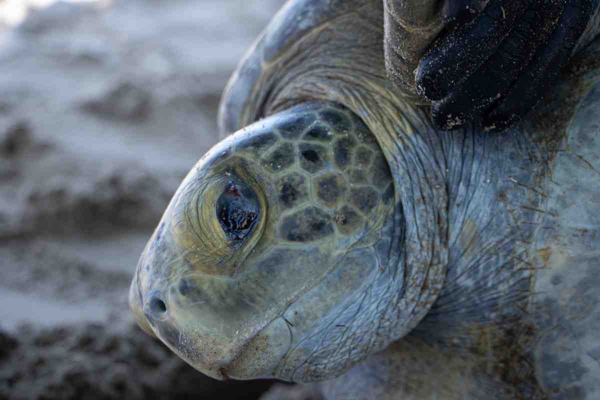 llanto tortugas película Cosme cuidado Bahía Kino
