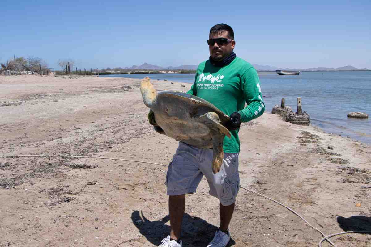 llanto tortugas película Cosme cuidado Bahía Kino