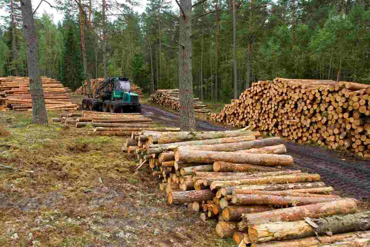 En México se han deforestado cerca de 4.7 millones de hectáreas, principalmente para destinarlas a pastizales y al uso agrícola, entre 2001 y 2023. Foto: Gobierno de México
