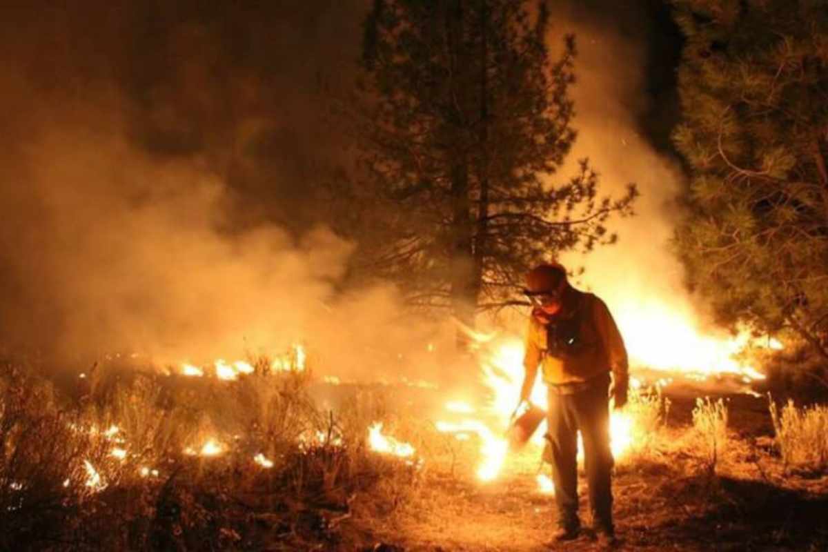 México registró 8000 incendios en 2024, que dañaron 1.6 millones de hectáreas de ecosistemas forestales. Foto: Gobierno de México