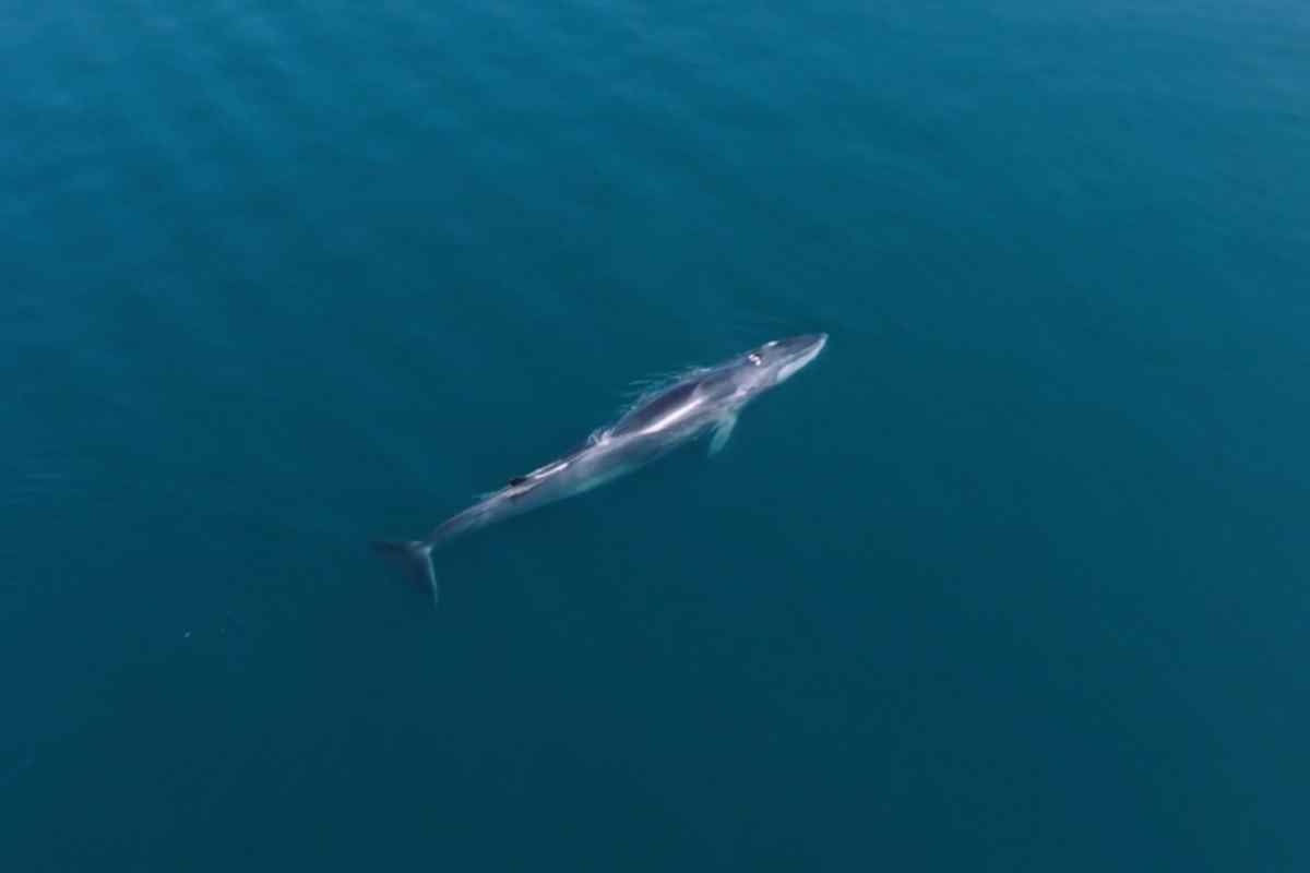 tiburon ballena los cabos proyecto energía CFE 