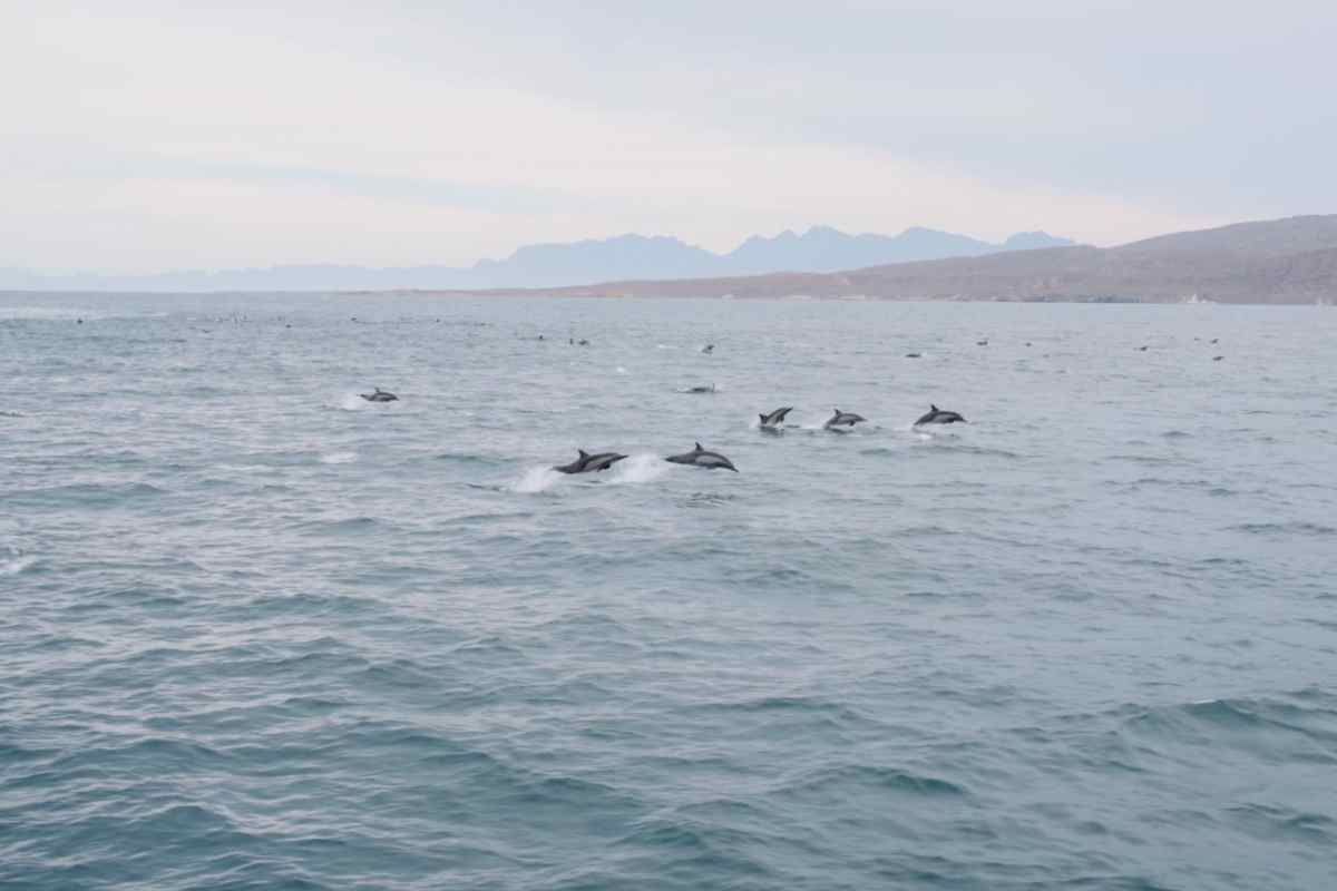 tiburon ballena los cabos proyecto energía CFE 