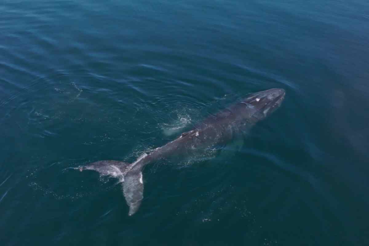 tiburon ballena los cabos proyecto energía CFE 