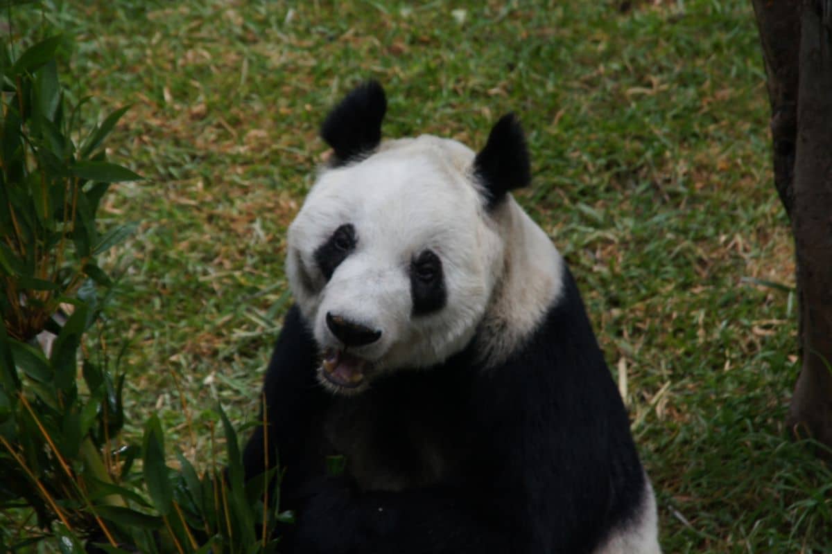 xin xin panda gigante