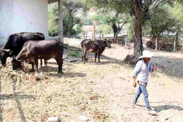 Agricultura de México y EU se reúnen por gusano barrenador; buscan reiniciar exportación de ganado