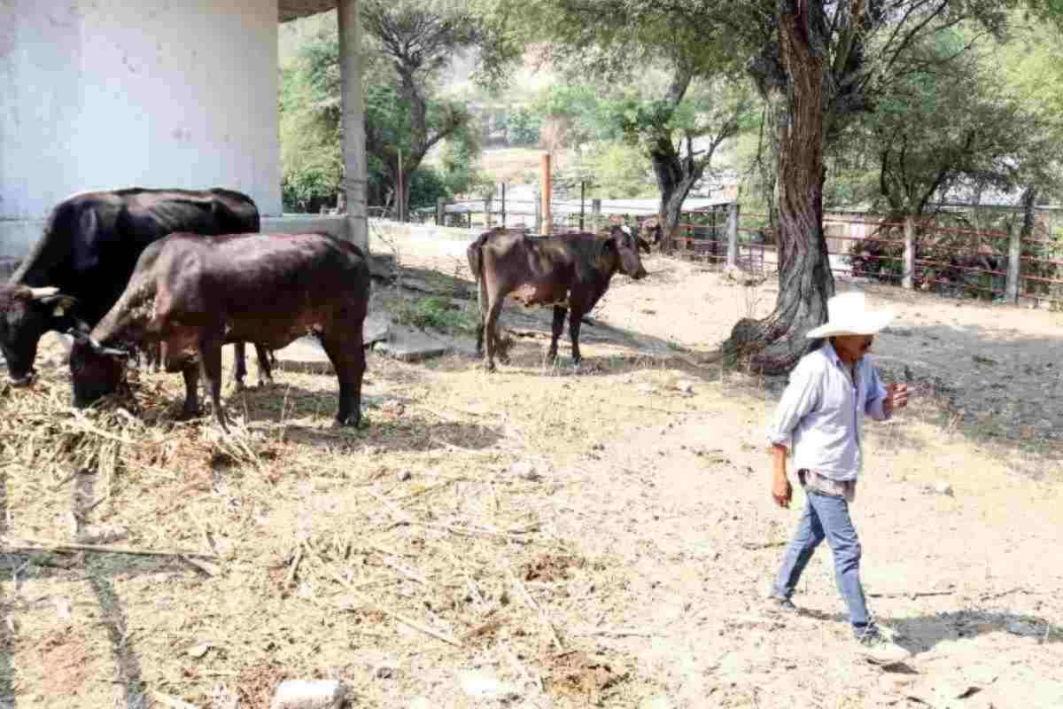 Agricultura de México y EU se reúnen por gusano barrenador; buscan reiniciar exportación de ganado