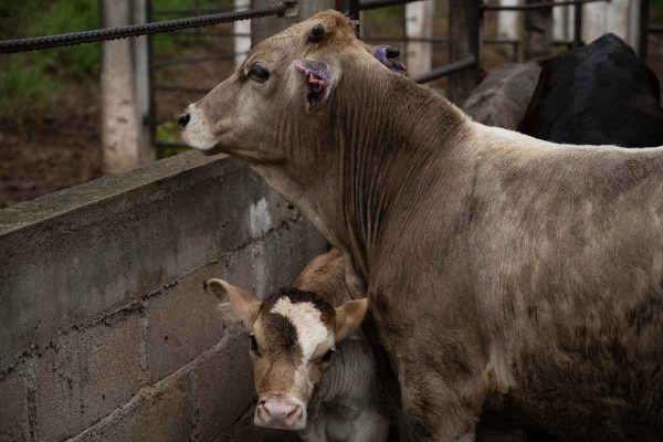 Campeche registra la primera muerte con antecedentes de miasis por gusano barrenador en el país