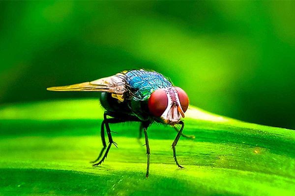 Campeche registra la primera muerte con antecedentes de miasis por gusano barrenador en el país