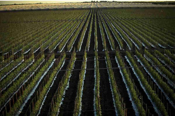 Campos de tomate en Navolato, Sinaloa