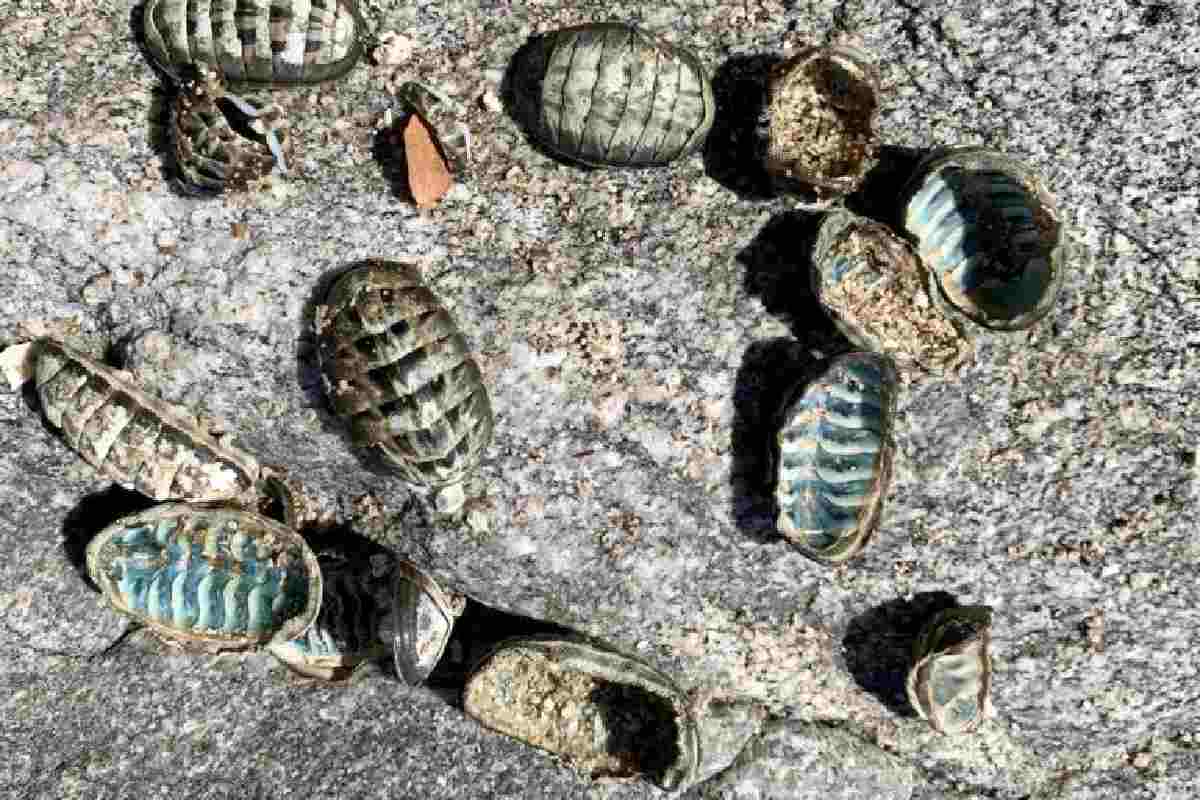 Conchas de quitones (Poliplacóforos), conocidos como “lengua de perro” o “cucaracha de mar”.