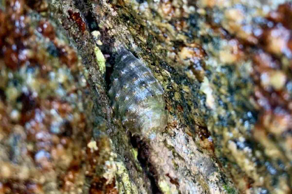 Ejemplar de caracol púrpura